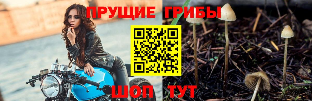 Галлюциногенные грибы прущие грибы  Вход с VPN  Тула 